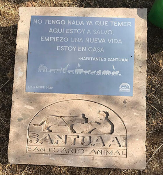 primera piedra primera piedra
