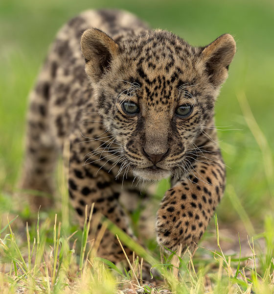jaguar_santuaai jaguar_santuaai